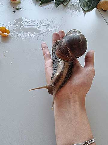 Schnecke auf einer Hand